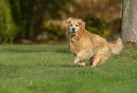 Hund Flucht Hund Flucht
