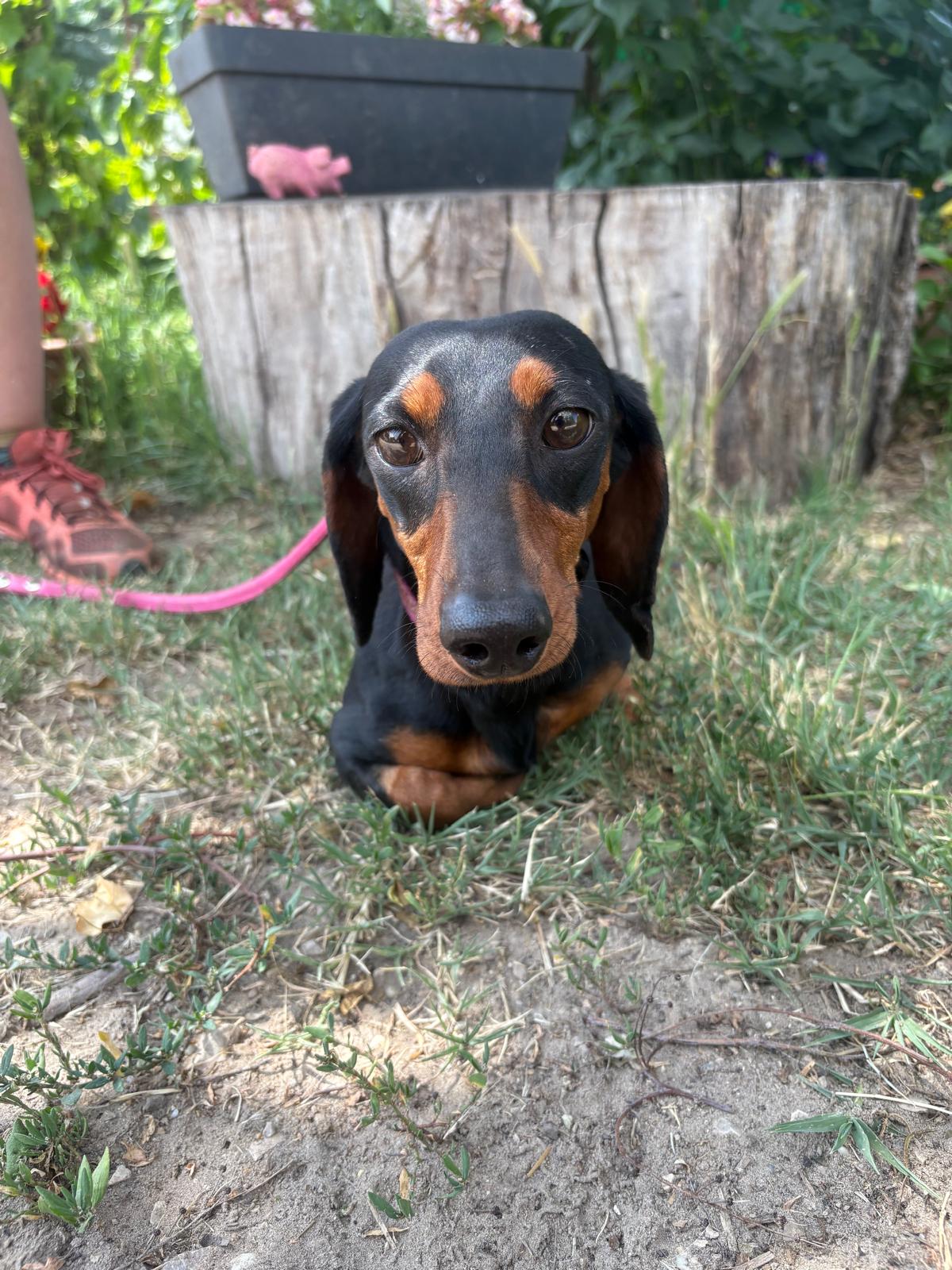 Süti