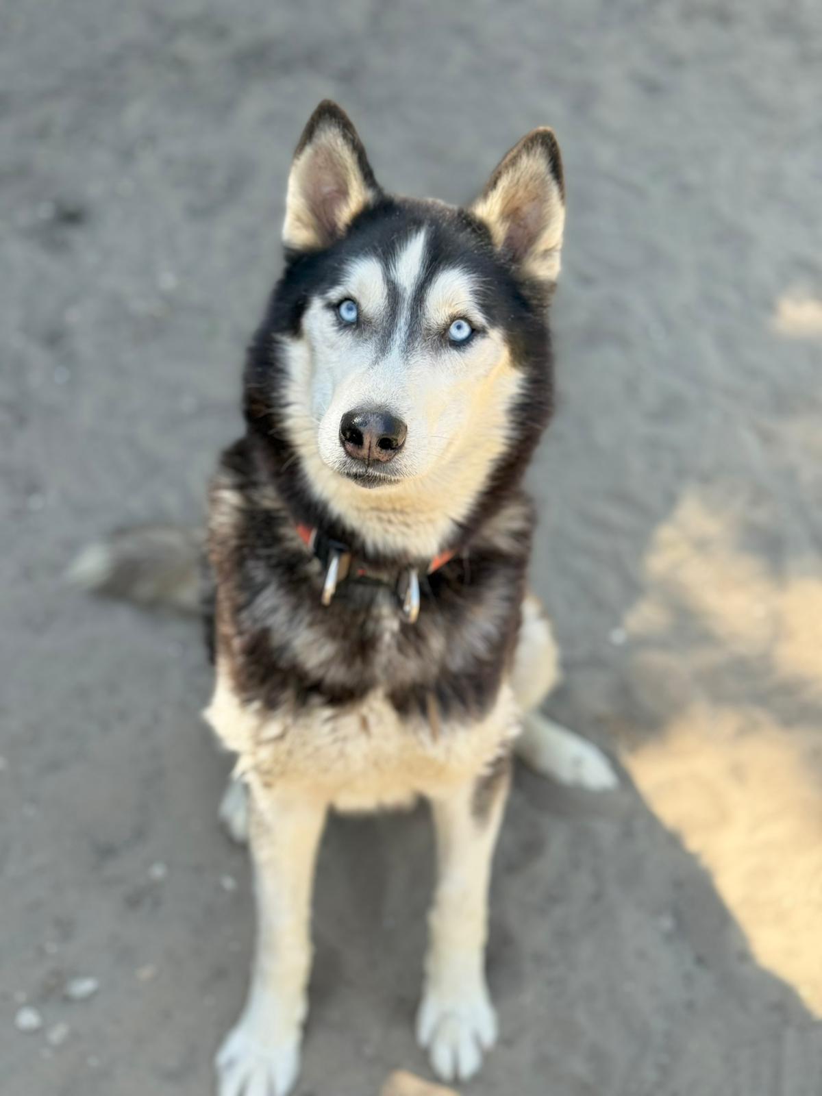 Zorro