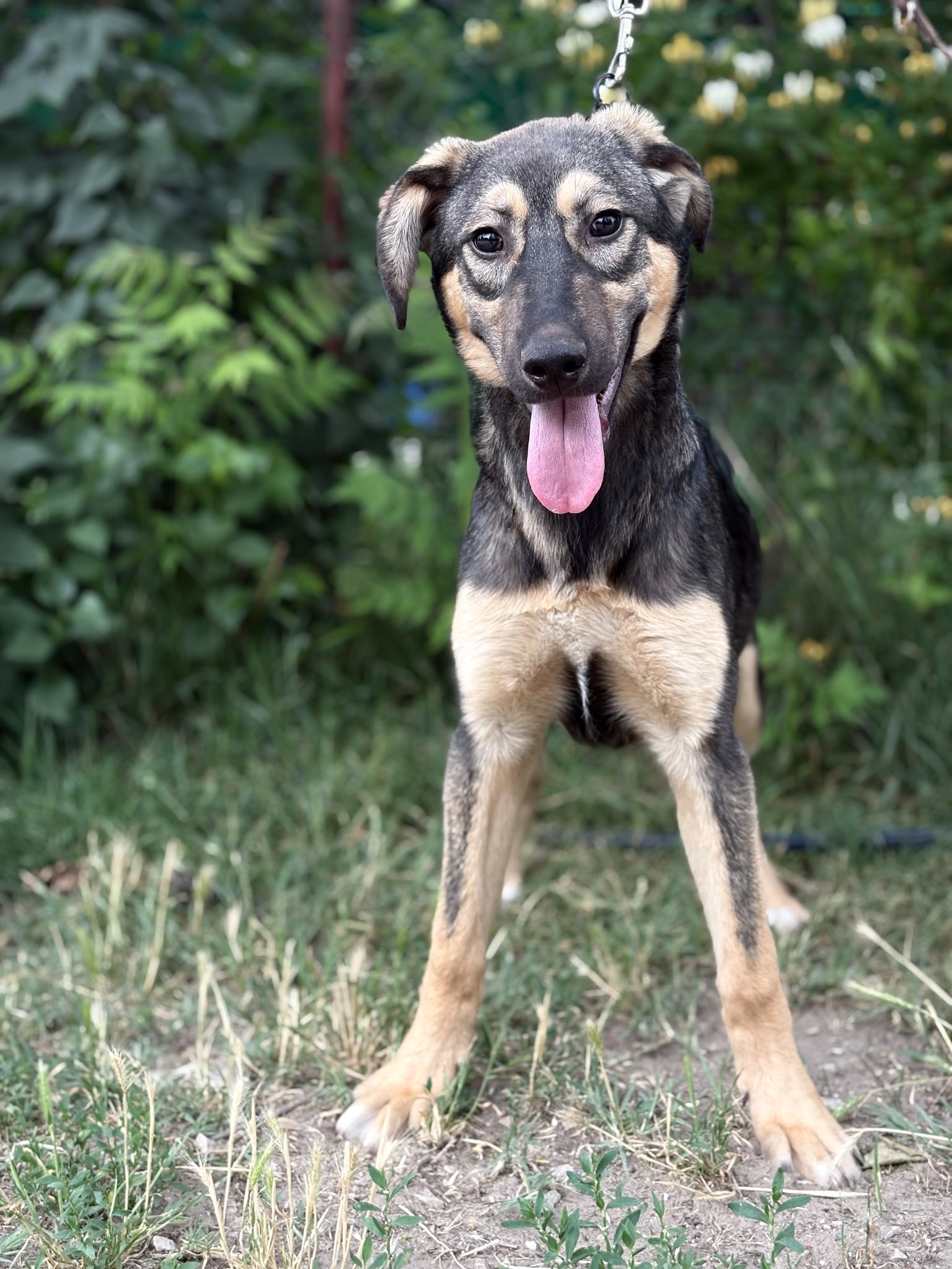 Nalani