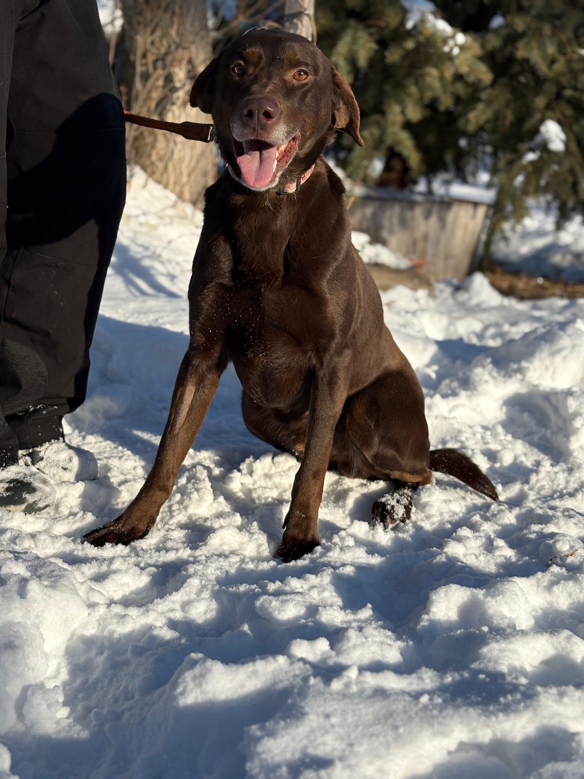 Bruno