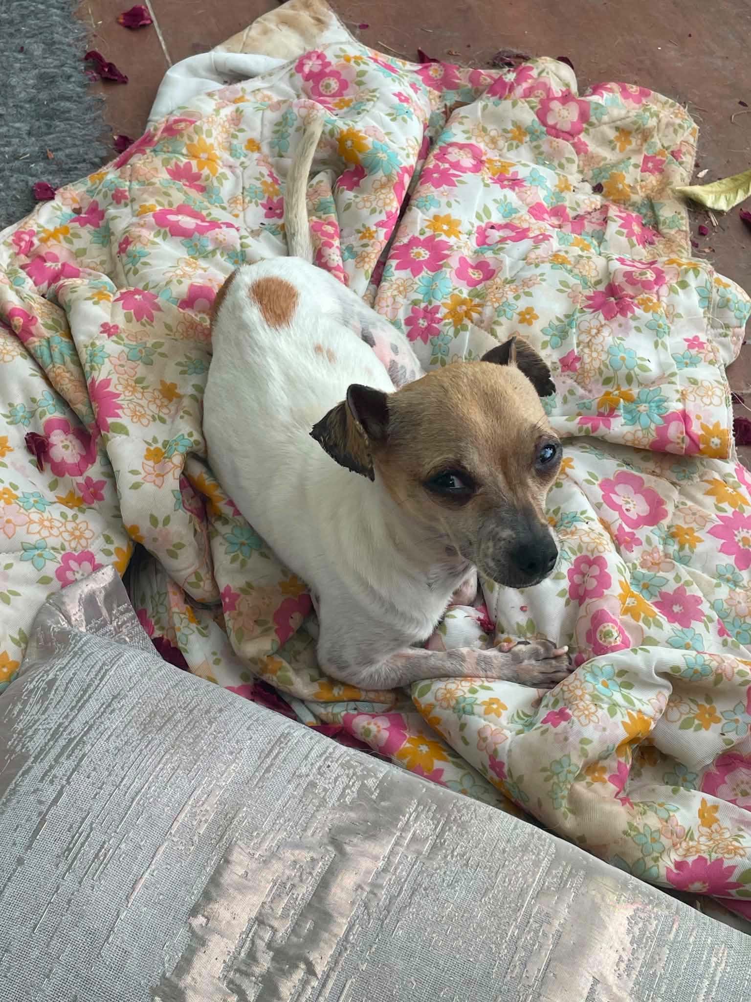 Oscar