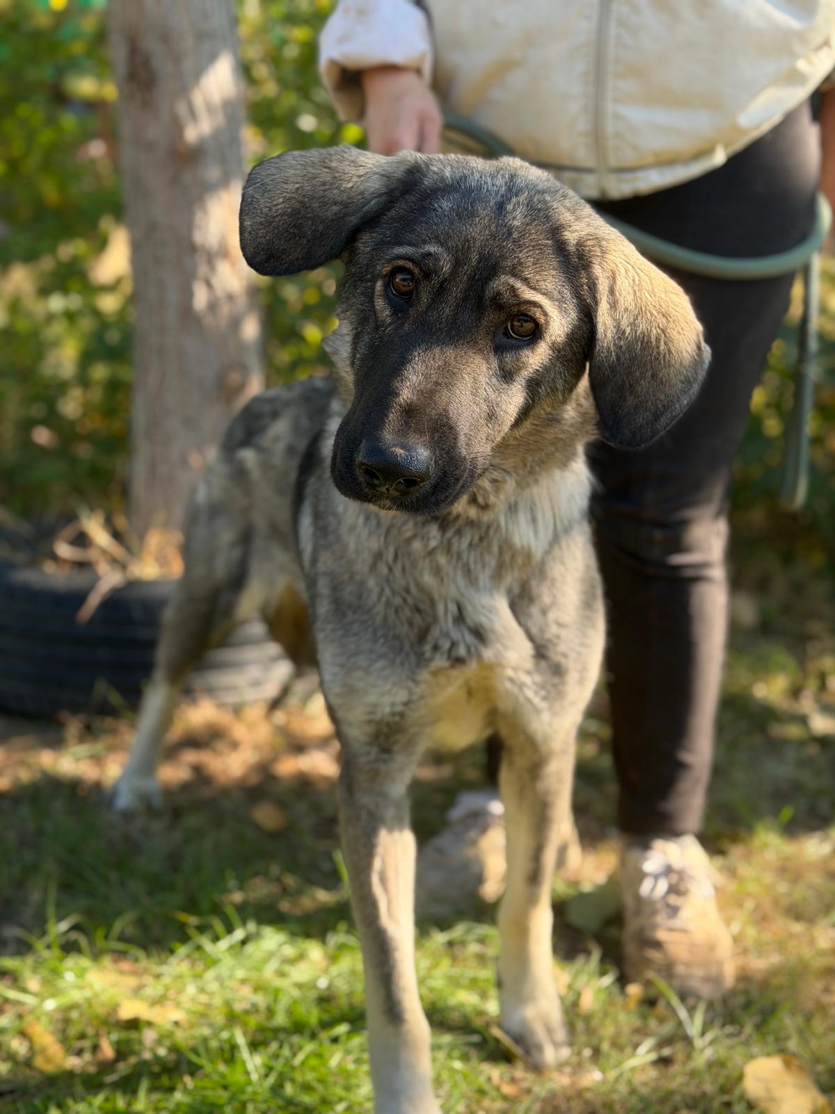 Barka